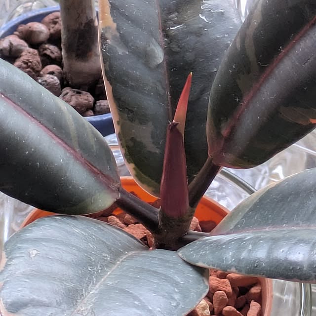 mi-saさんの部屋