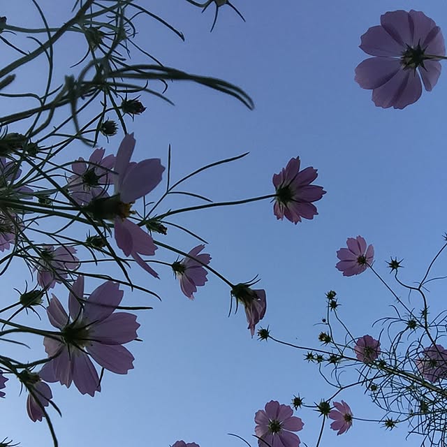 noburin8591さんの実例写真
