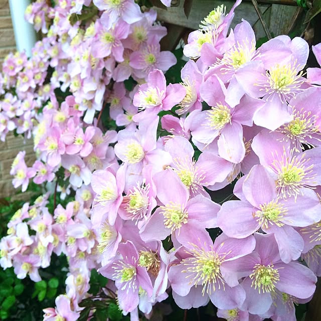 HappyRoseさんの実例写真