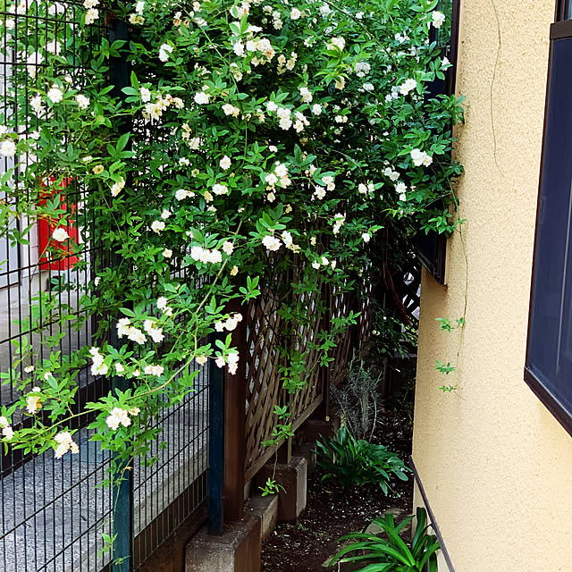 naokoさんの部屋