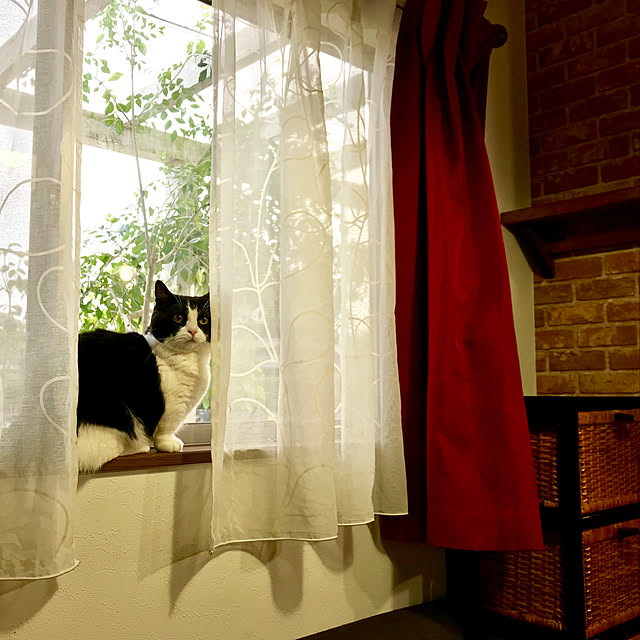 butachanさんの実例写真