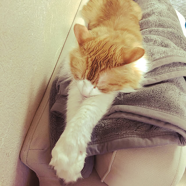 uchidaizuさんの実例写真