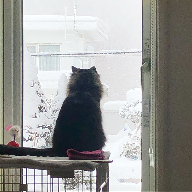 Ishiさんの実例写真