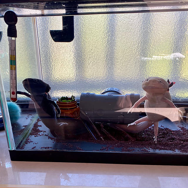 umi96さんの実例写真