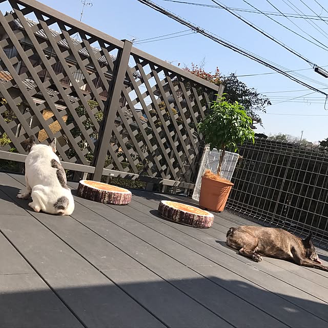 misamariさんの実例写真