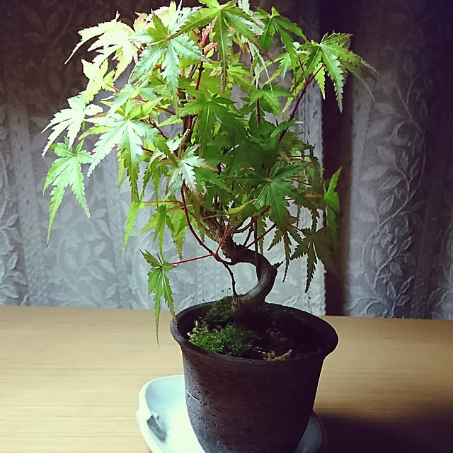 oliveさんの実例写真