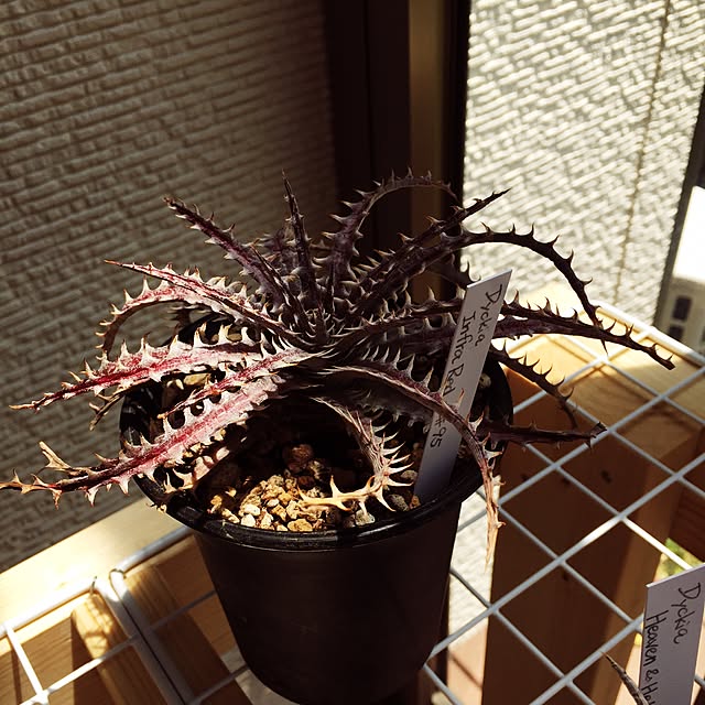 S-Tillandsiaさんの実例写真
