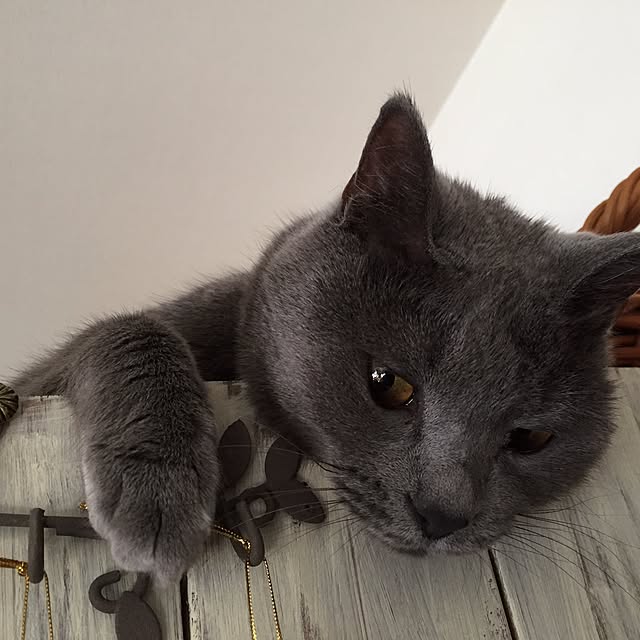 8717さんの実例写真