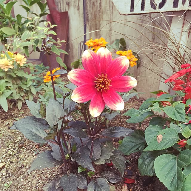 shojuncaiさんの実例写真