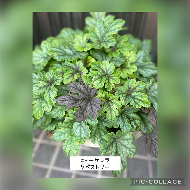 buchiさんの実例写真