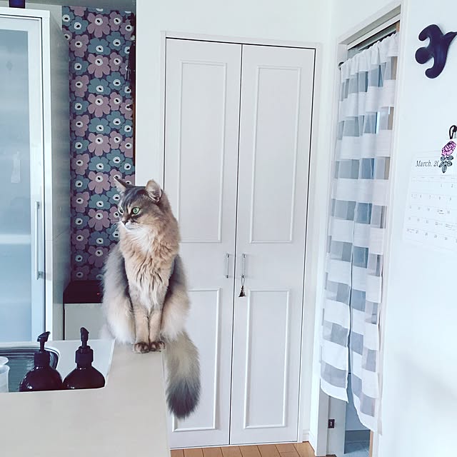 shihoさんの実例写真