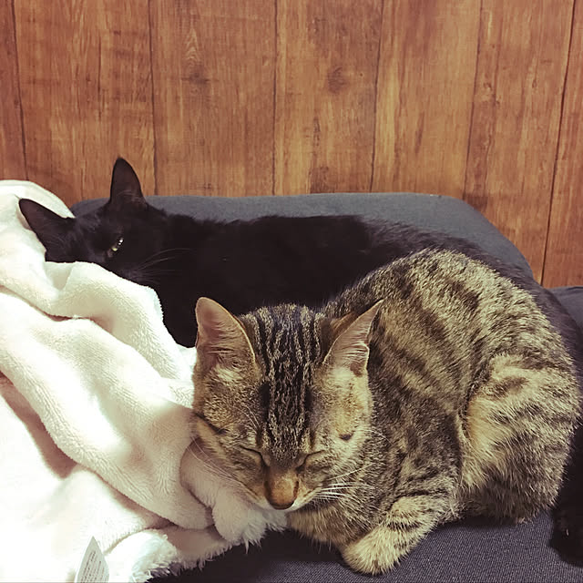 takemaruさんの実例写真