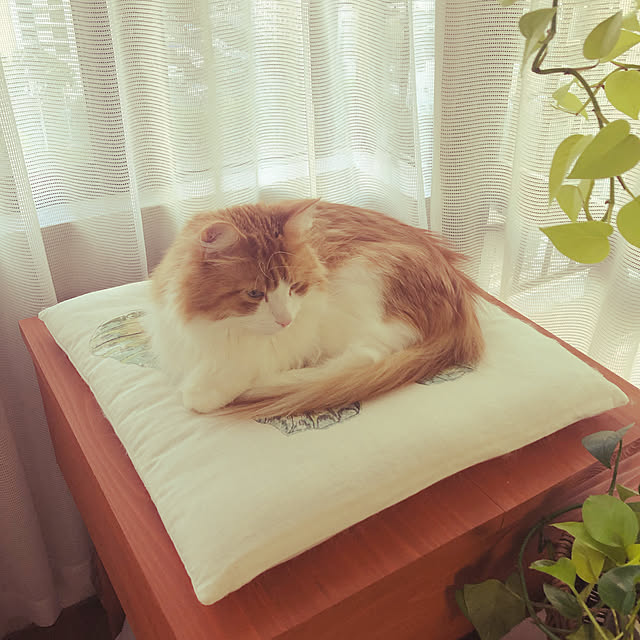uchidaizuさんの実例写真