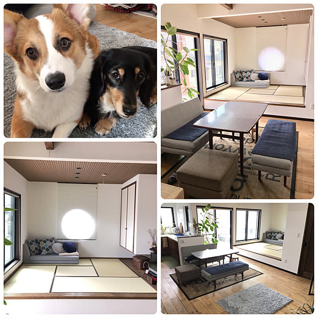 dogsさんの実例写真
