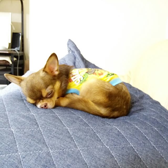 chi.suke.422さんの実例写真