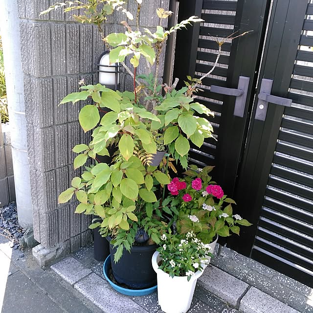 shoko0420さんの実例写真