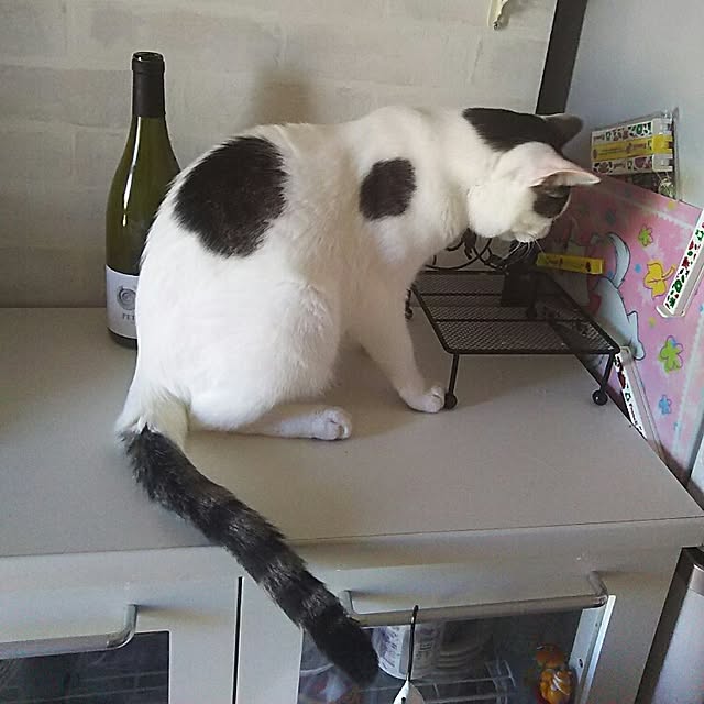 sakuraさんの実例写真