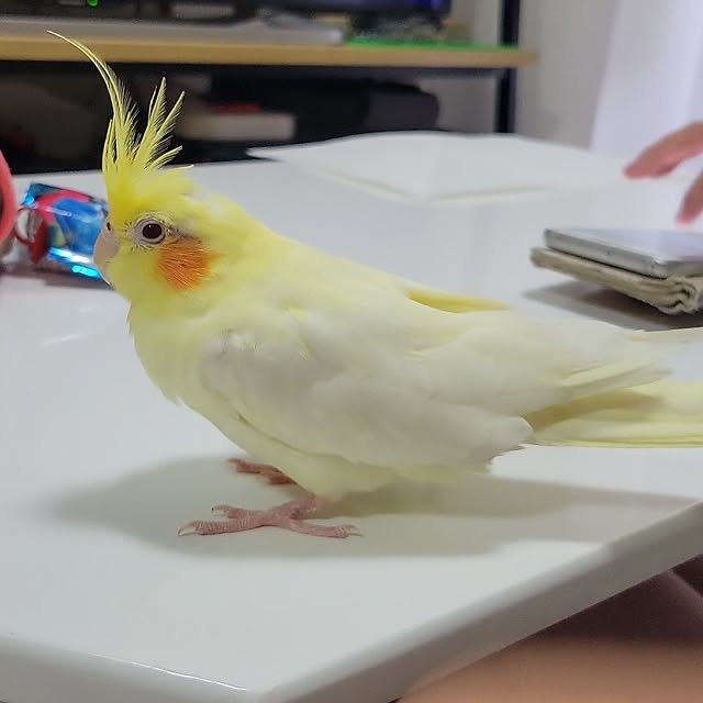 ANTENNAさんの実例写真