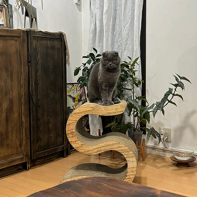 greycatsさんの部屋