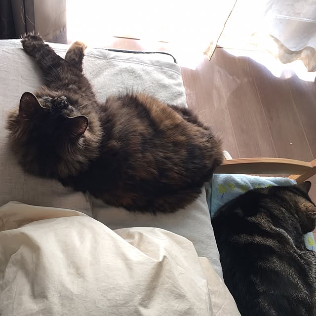 mikomaruさんの実例写真