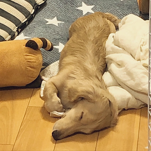YUKARIさんの実例写真