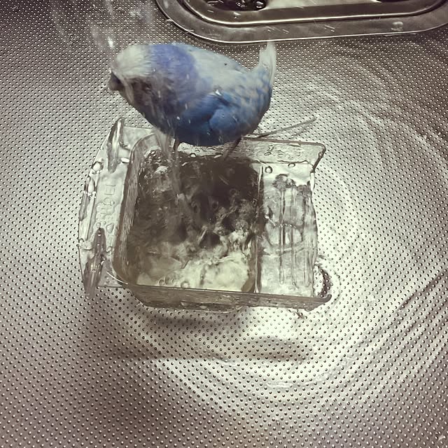 toratanさんの実例写真