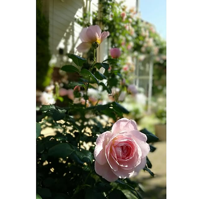 s.mamaさんの実例写真