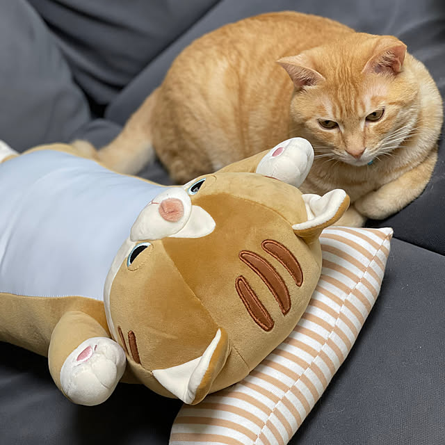 chiiさんの実例写真