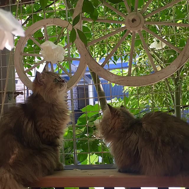 butachanさんの実例写真