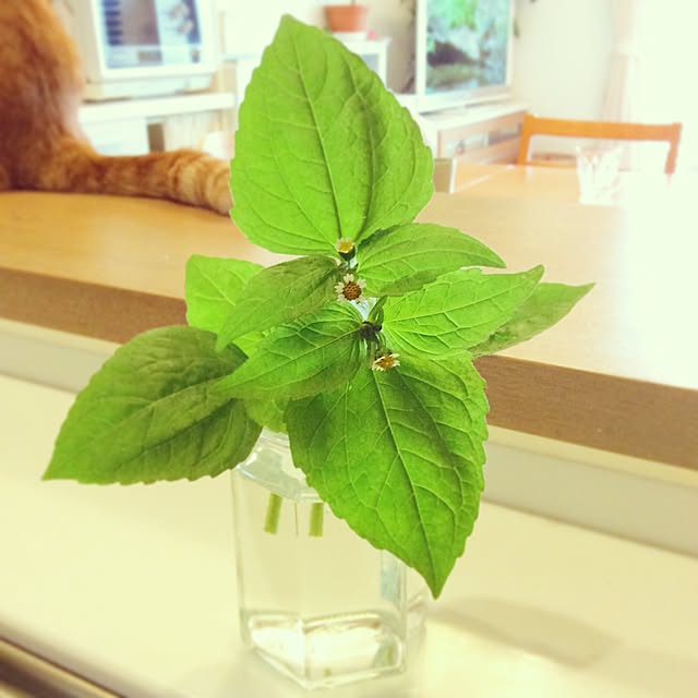 akika_naturalhomeさんの実例写真