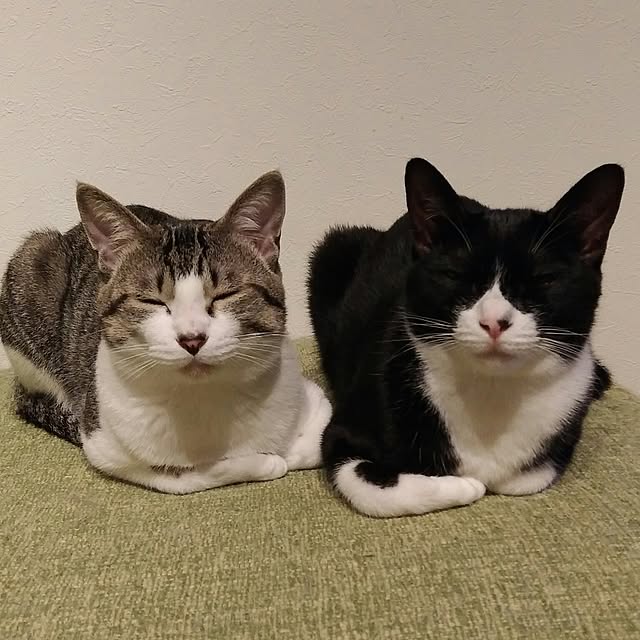 Gomaさんの実例写真