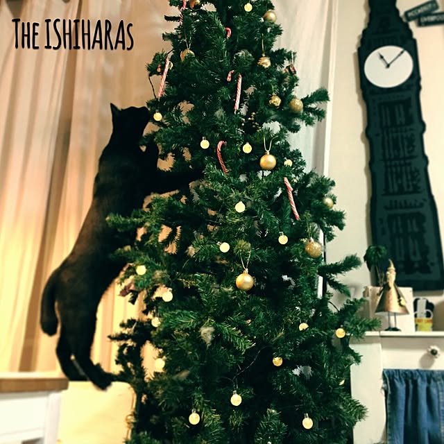 theishiharasさんの実例写真