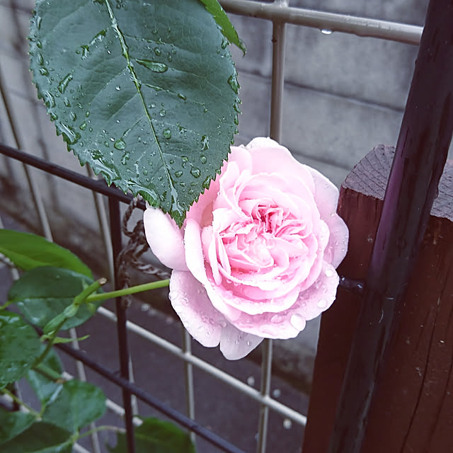 RUIさんの実例写真