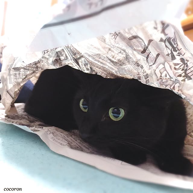 cocoronさんの実例写真