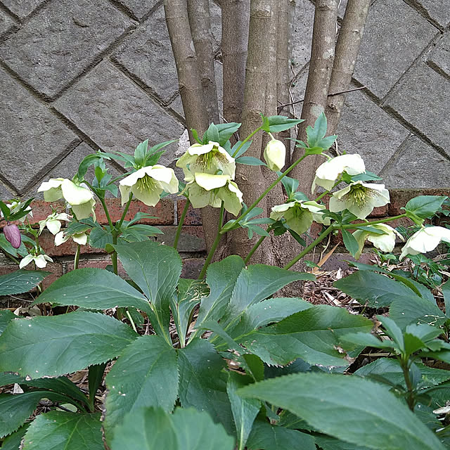kohmarlさんの実例写真