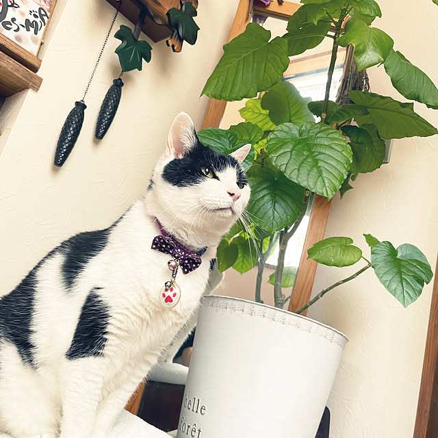 nekosamaさんの実例写真