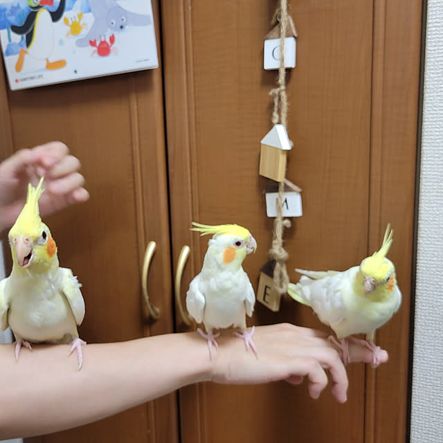 ANTENNAさんの実例写真
