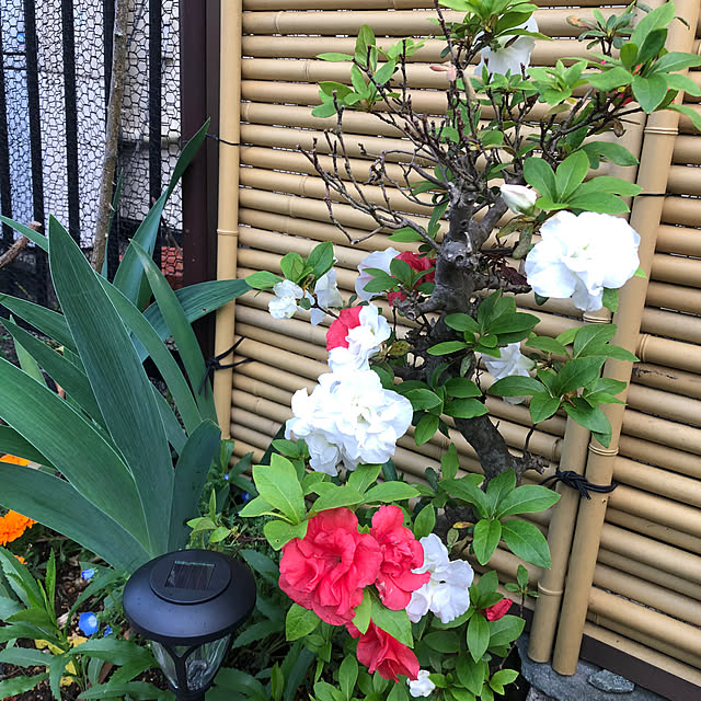 saiさんの部屋
