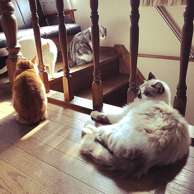 morotoさんの実例写真