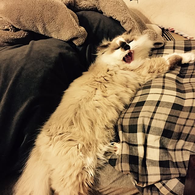 Misakiさんの実例写真