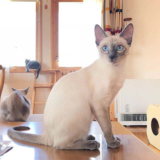 机/猫/パイン材/猫のいる生活/北欧...などのインテリア実例 - 2019-03-18 09:33:14
