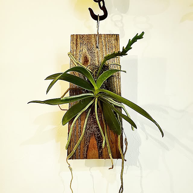 rimoleoさんの部屋