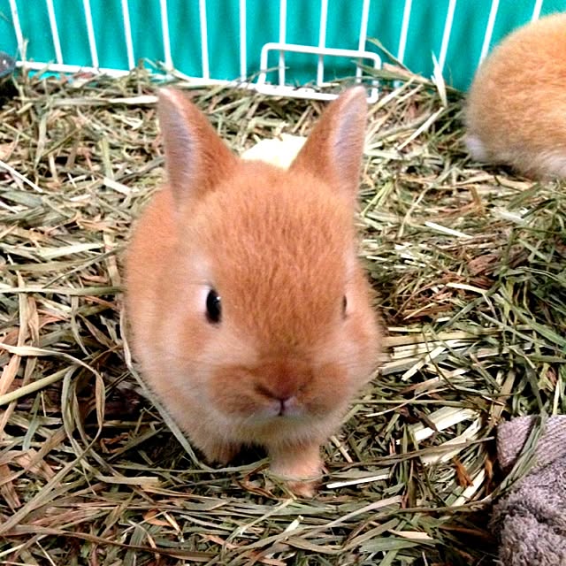 chiekoさんの実例写真
