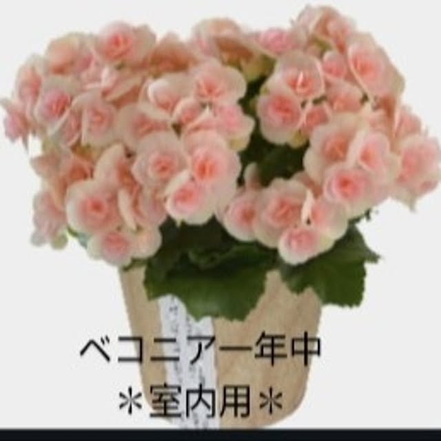 Kittyさんの実例写真