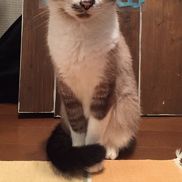 bowbowcoさんの実例写真