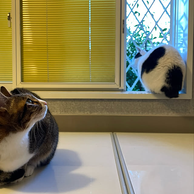 nobikoさんの実例写真
