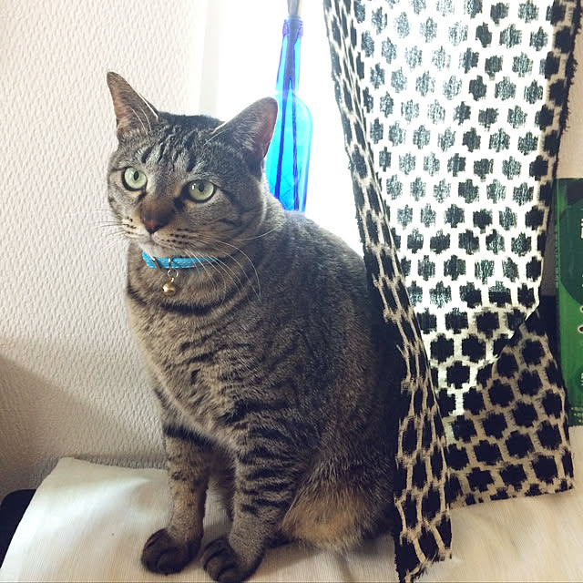 Mangoさんの実例写真