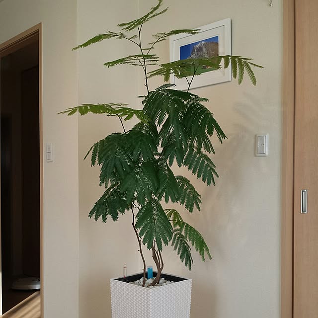 bongさんの実例写真