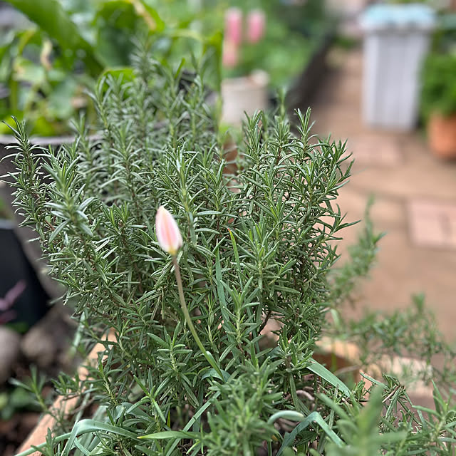 botanさんの部屋