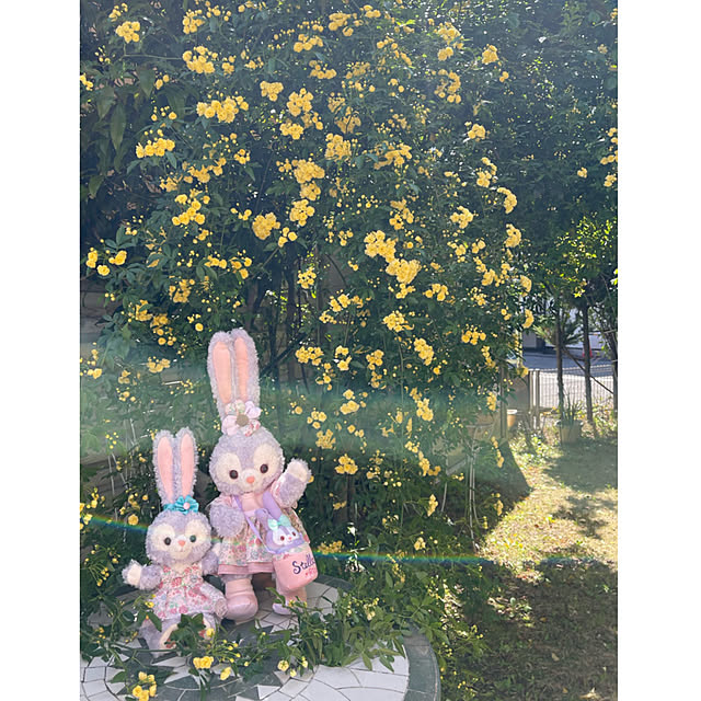 roserose555さんの実例写真